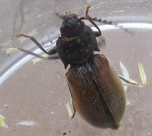 Réf. 216 625 : Hemicrepidius niger